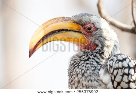 Southern Yellow-billed Hornbill (tockus Leucomelas)