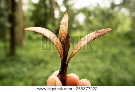 Seed Of The Dipterocarpus Flying Down To The Ground.