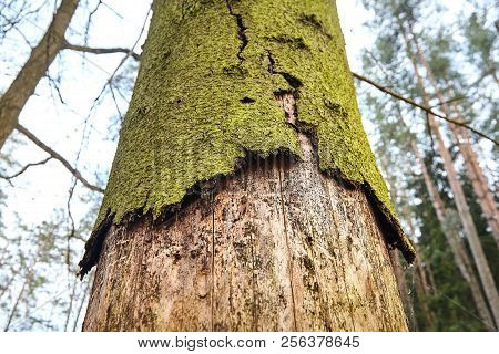 Trunk Of Spruce With Exfoliating Bark. Diseased Tree Damaged By Bark Beetle