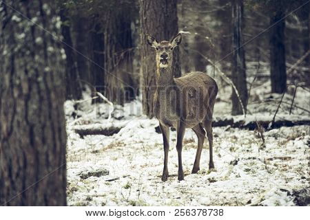 Graceful Adult Female Red Deer On A Snow Hill. European Wildlife Landscape With Deer Cervus Elaphus 