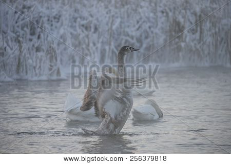 Beautiful White Whooping Swans Swimming In The Winter Lake. The Place Of Wintering Of Swans
