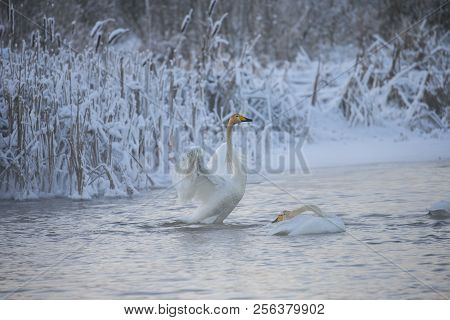 Beautiful White Whooping Swans Swimming In The Winter Lake. The Place Of Wintering Of Swans