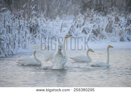 Beautiful White Whooping Swans Swimming In The Winter Lake. The Place Of Wintering Of Swans