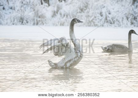 Beautiful White Whooping Swans Swimming In The Winter Lake. The Place Of Wintering Of Swans