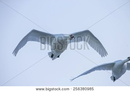 Flying Swan Close Up. White Swan. Nature Background.