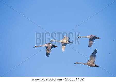 Flying Swans. White Swan. Blue Sky Background.