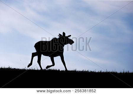 A Young Bull Moose Alces Alces At The Break Of Dawn Silhouetted Against A Beautiful Blue Sky