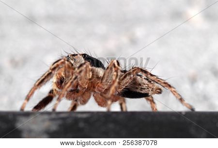 Macro Photography Of Jumping Spider Isolated On Background