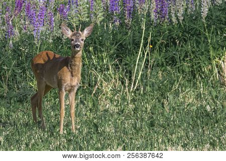 European Roe Deer Capreolus Capreolus On Meadow In Summer Floral Background