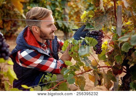 grapes on family vineyard- smiling worker picking black grapes