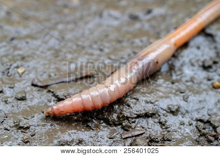 A Red And White Worm On A Dirty Pavement During The Rain, Climbed Out Of The Ground