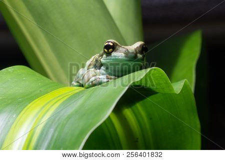 Amazon Milk Frog (trachycephalus Resinifictrix), Close Up