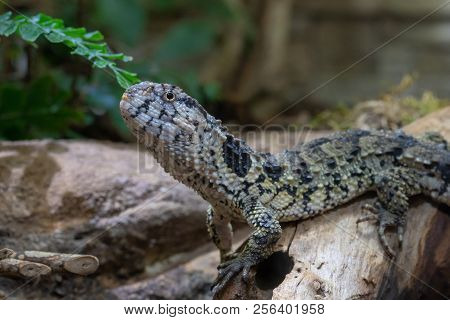 Chinese Crocodile Lizard (shinisaurus Crocodilurus), Close Up