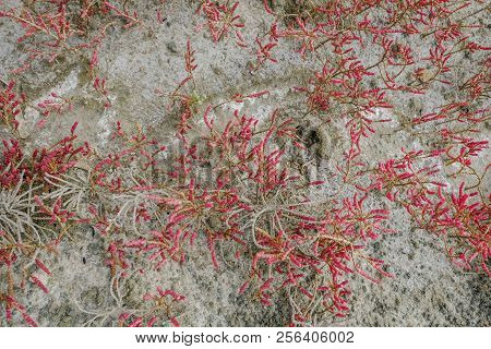 Closeup Shot Of Glasswort With Red Flowers.