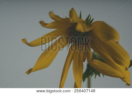 A Beautiful Yellow Flower Blooms, The Name Inula Ensifolia