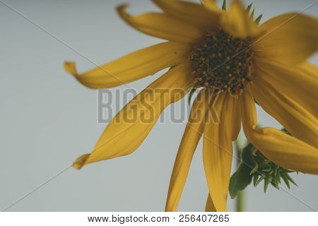 A Beautiful Yellow Flower Blooms, The Name Inula Ensifolia
