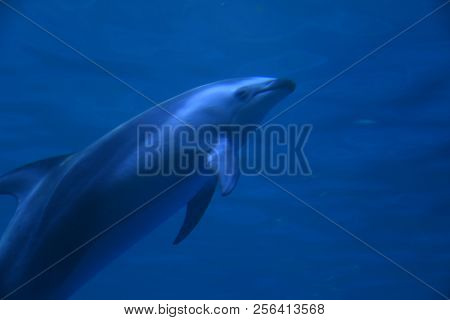 Bottlenose Dolphin Side View Swimming Underwater Blue, Animal, Tursiops, Nature