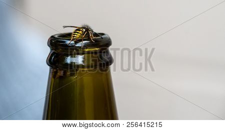 A Wasp Like Hoverfly On The Lip Of A Green Glasss Bottle, As Would Be Annoying At A Picnic