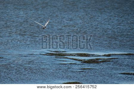 A Common Tern Flying Over The Waters Of The Firth Of Forth Near Falkirk