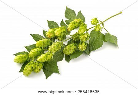 Hop Cones Isolated On The White Background
