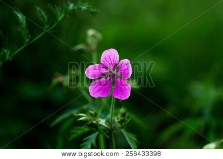 Flower Purple On A Green Background  Real Nature Wild Nature