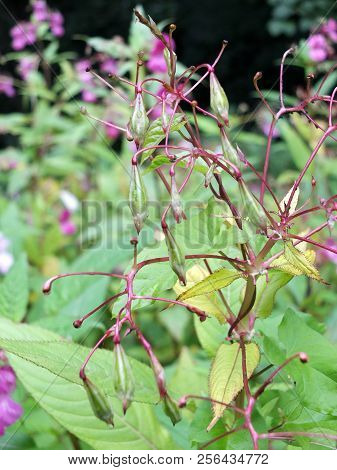 A Close Up Of Himalayan Balsam Flowers And Seedpods Growing In Wetland Near A River With Raindrops