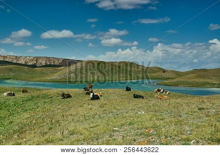 Cow Grazes Pik Lenin, Sary Mogul, Altai And Pamir Mountains, Kyrgyzstan, Central Asia