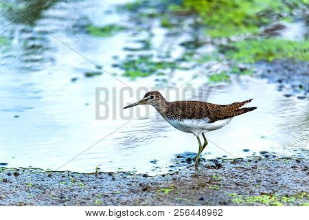 Green Sandpiper Or Tringa Ochropus Walks On Lake