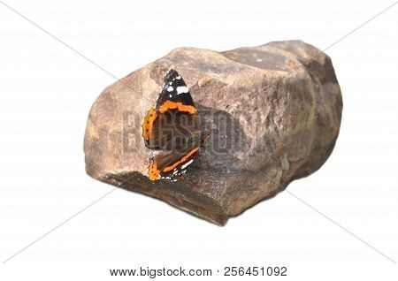 Butterfly Vanessa Atalantal Multicolored Sits On A Stone, Having Opened Wings