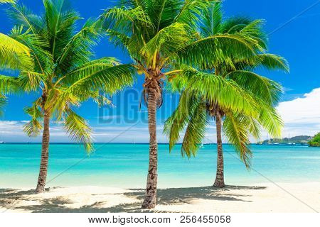 Tropical beach with coconut palm trees and clear lagoon on Fiji Islands