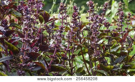 Spicy Grass Basil Fragrant (ordinary, Gargoyle, Camphor) Blossoms Close-up