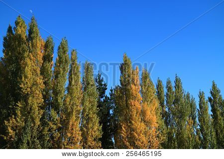 The Color Changing Of Pine Trees Against Vivid Blue Sky, Autumn In El Calafate, Patagonia, Argentina