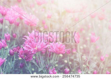 Pink Chrysanthemum Flower In Garden On Vintage Tone
