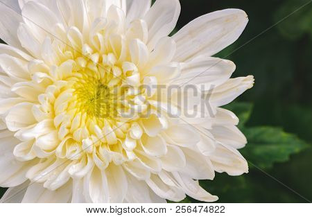 Closed Up Of White Chrysanthemum Flower With Yellow Center