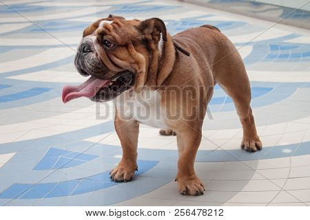 Cute English Bulldog Puppy With Lolling Tongue Is Standing On A Tiled Floor. Pet Animals.