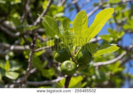 Twig Of The Fig Tree In The Early Spring. Small Figs And Young Leaves In The Sunshine. Island Krk, C