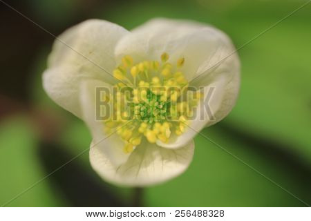 Large Bush Of The First Spring Flowers Of Snowdrops In The Forest, Close-up