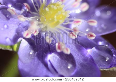 Blooming Lilac Flowers With Water Drops. Abstract Background. Macro Photo.