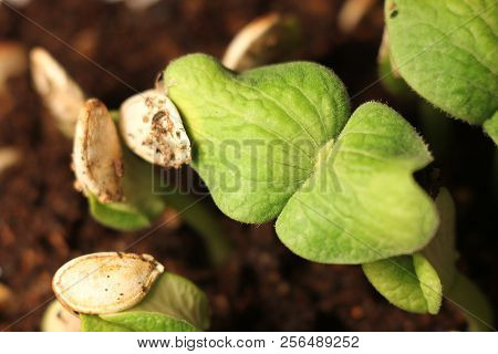 Selective Close-up Of Green Seedling. Green Pumpkin Plants Growing From Seeds In Ground