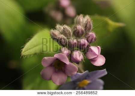 Blue Flowers Forget-me-in The Field, Toning, Space For Text