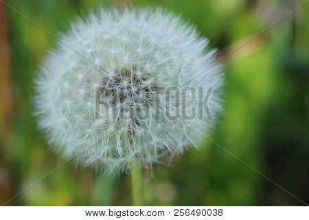 Dendelion Flower In Black And White Tone
