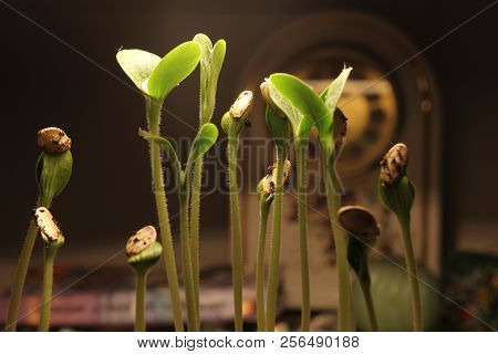 Green Plant Sprout Growing Germinating From Seed Springtime Summer Wonderful Nature Isolated On Whit