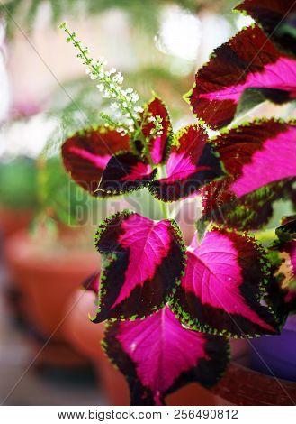 Close Up Of Coleus Flower - Painted Nettle Or Flame Nettle Flower - Plectranthus Scutellarioides - B