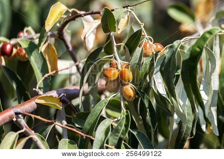 Wild Tasteless Inedible Olive Fruit On An Olive Tree, Details Of Olives And Branches. Fresh Green Fr