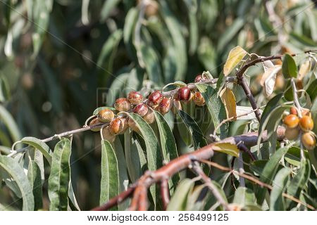 Wild Tasteless Inedible Olive Fruit On An Olive Tree, Details Of Olives And Branches. Fresh Green Fr