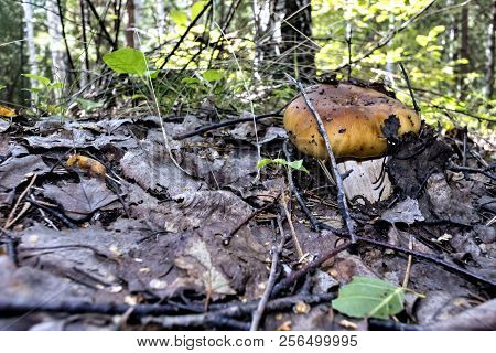 Mushroom With The Latin Name Russula Foetens Grew Up In The Forest On Old Leaves