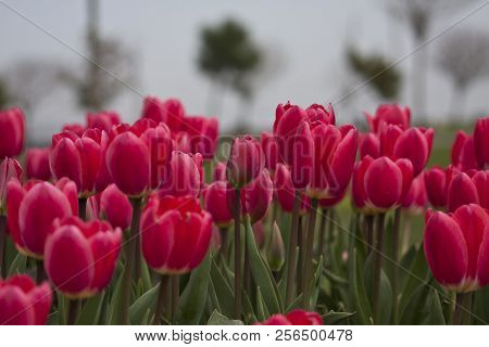 Red Tulips In The Flower Garden. Tulips Background