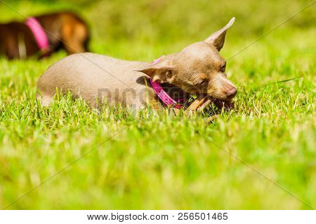 Little Dogs Dachshund And Pinscher Ratter Prazsky Krysarik Crossbreed Playing Outside On Grass Durin