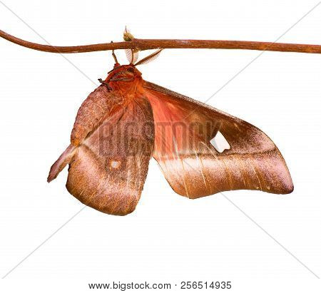A Male Cabbage Tree Emperor Moth, Bunaea Alcinoe, Is Isolated On White Background. The Big Brown Mot