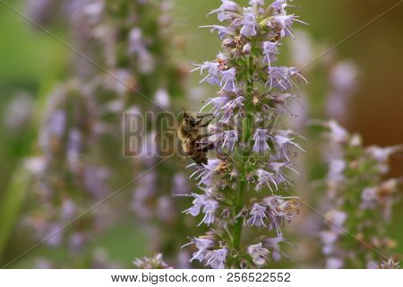 Korean Mint Agastache Rugosa Flower Blossom, Close Up Macro. Used For Tea And Other Medicinal Purpos